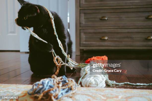 cat plays with yarn - tangled stock pictures, royalty-free photos & images