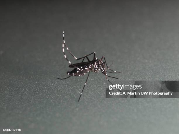 tiger mosquito (aedes albopictus) on a grey surface - aedes aegypti stock-fotos und bilder