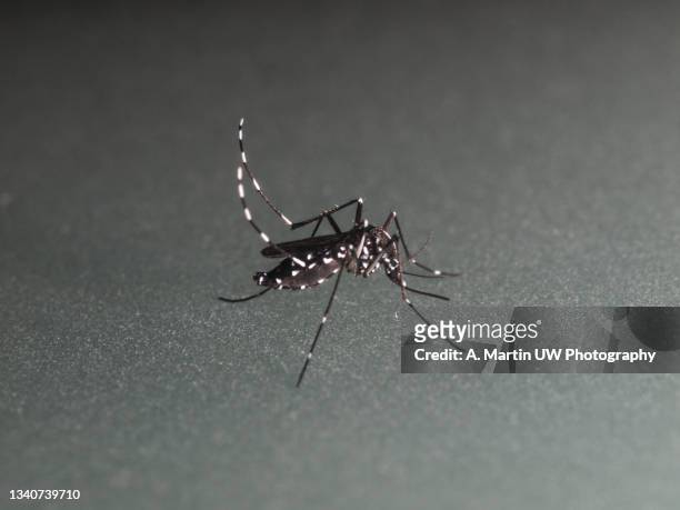 tiger mosquito (aedes albopictus) on a grey surface - gele koorts stockfoto's en -beelden
