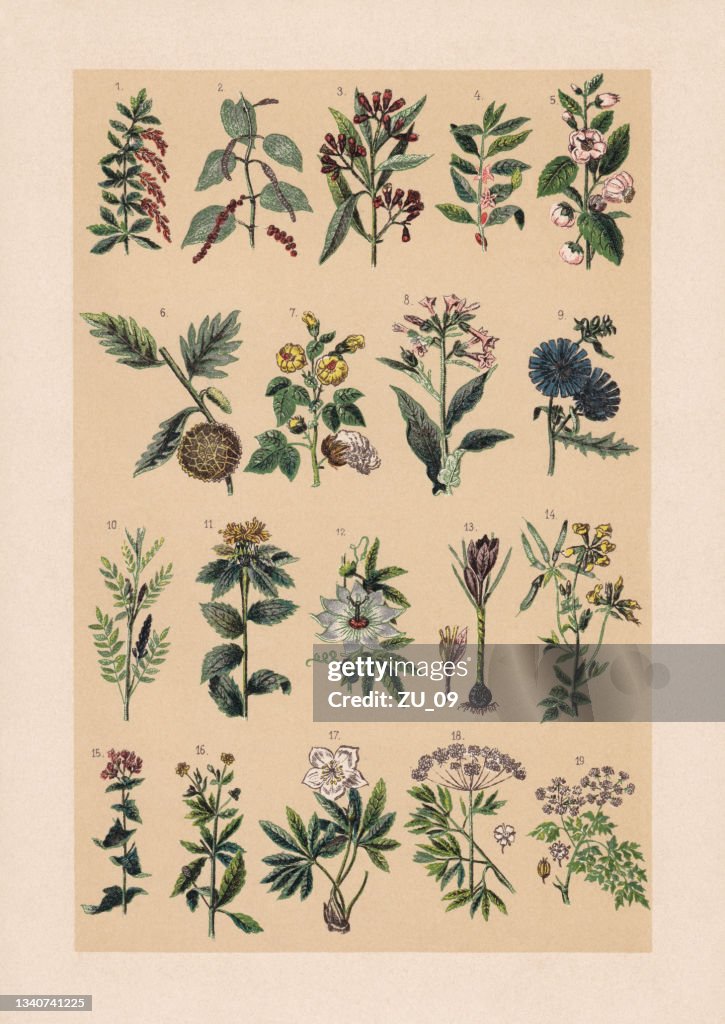Useful and medicinal plants, chromolithograph, published in 1889