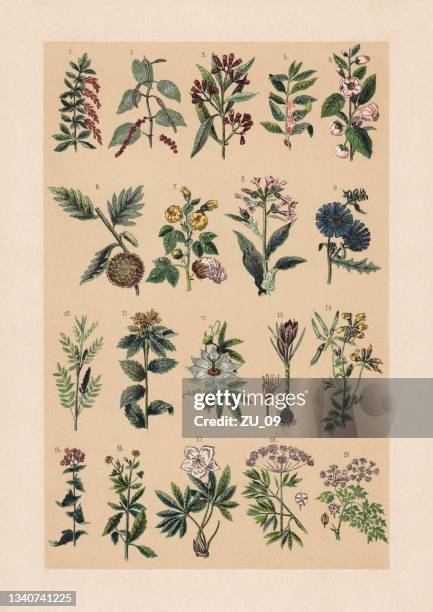 useful and medicinal plants, chromolithograph, published in 1889 - chicory stock illustrations