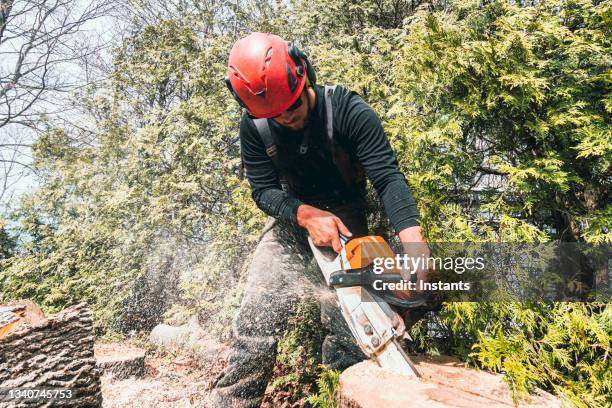 tree trunk sawing. - chainsaw stock pictures, royalty-free photos & images