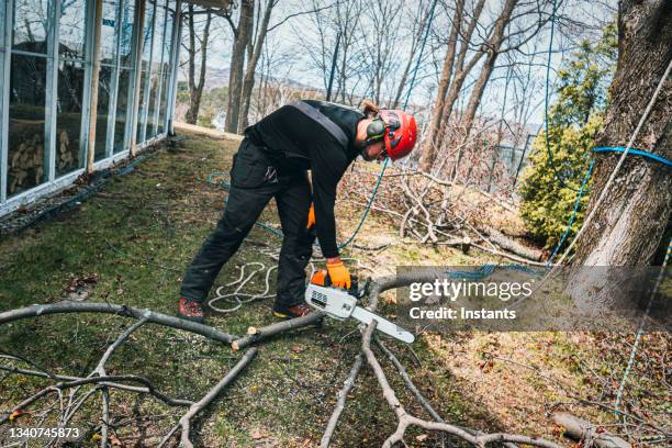 Workman Tree Service 364 Company Workers Cut Tree Branches Stock Photos, High-Res Pictures ...