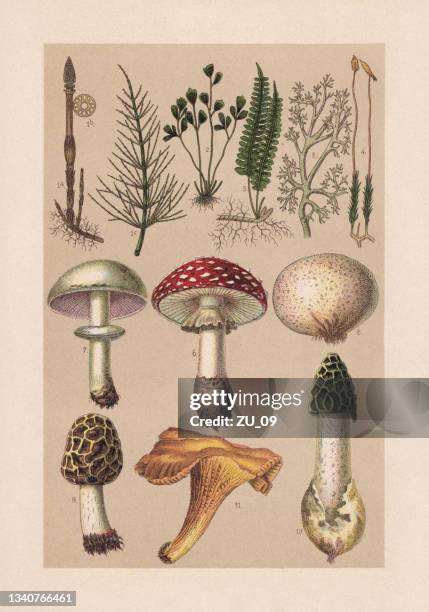 plants (cryptogamae), chromolithograph, veröffentlicht 1889 - speisepilz gemüse stock-grafiken, -clipart, -cartoons und -symbole