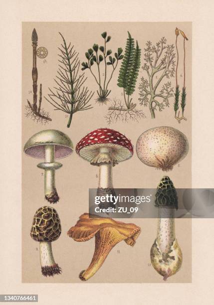 plants (cryptogamae), chromolithograph, published in 1889 - mushroom stock illustrations