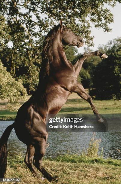 The equine star of the film 'Black Beauty', 1994.