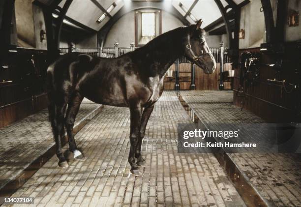 The equine star of the film 'Black Beauty', 1994.