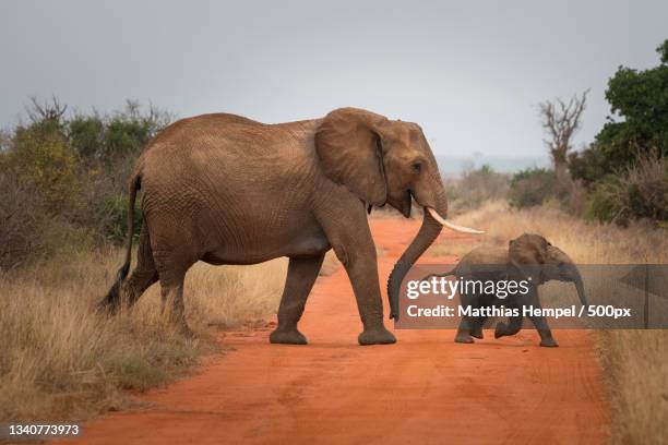 side view of elephants crossing road - elefant stock-fotos und bilder