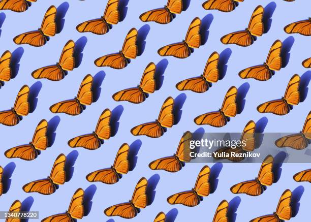 repeated acraea asboloplintha butterflies on the purple background. - lepidoptera stock pictures, royalty-free photos & images