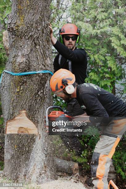 tree surgeons at work! - man with chainsaw stock pictures, royalty-free photos & images