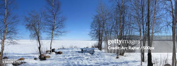 trees on snow covered field against sky,great slave lake,canada - great slave lake stock pictures, royalty-free photos & images