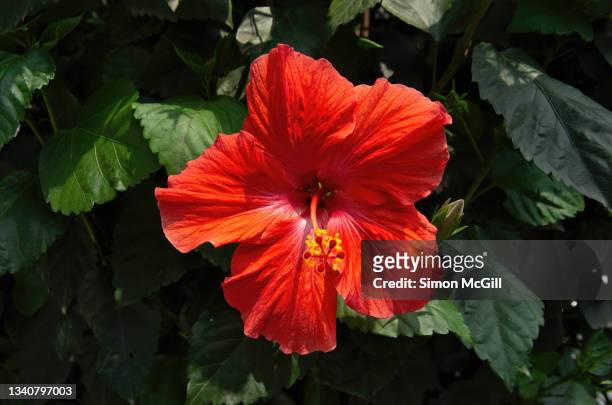 orange red hibiscus flower in bloom - mexican flower pattern stock pictures, royalty-free photos & images