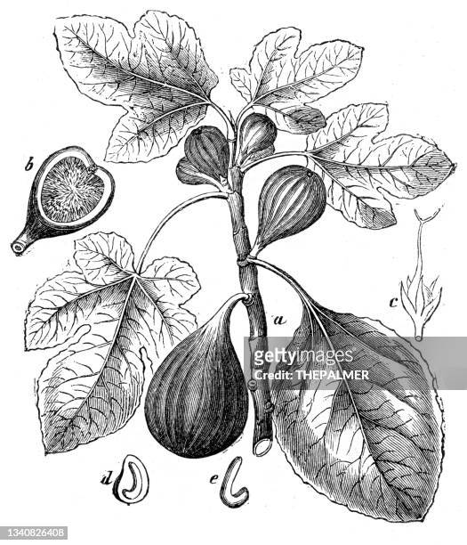 ilustraciones, imágenes clip art, dibujos animados e iconos de stock de grabado de plantas de café 1897 - fig tree