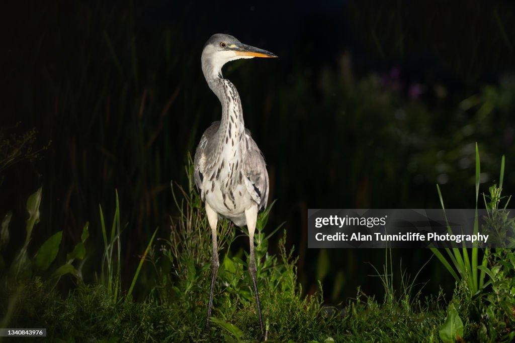 Heron portrait