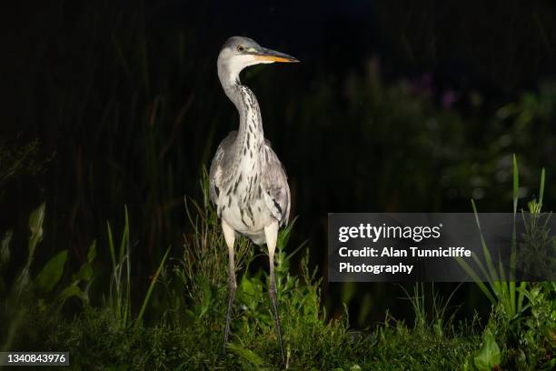 heron portrait - strobe light bildbanksfoton och bilder