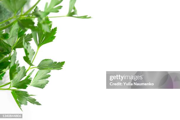 parsley leaves on white background - parsley stock-fotos und bilder