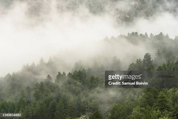 dreamlike view of trees in the middle of the mist on a mountain ridge in the light of a rainy morning - pine woodland stockfoto's en -beelden