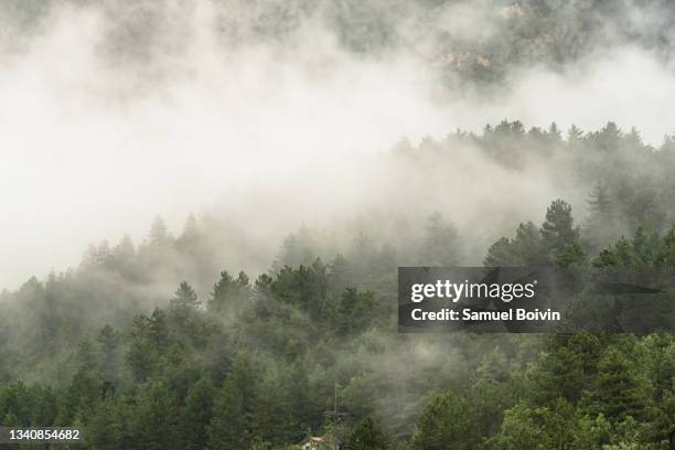 dreamlike view of trees in the middle of the mist on a mountain ridge in the light of a rainy morning - tallskogsland bildbanksfoton och bilder