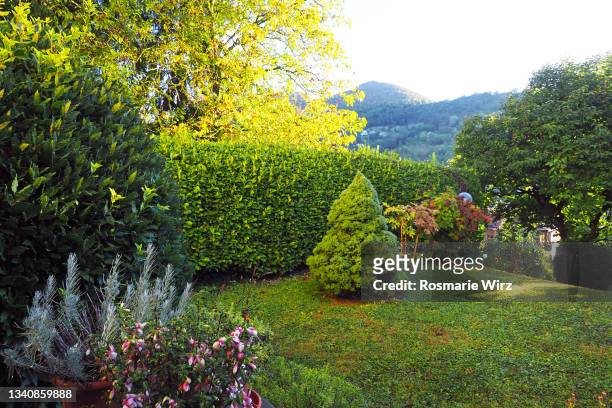 corner of back garden with flower pots - vegetação mediterranea imagens e fotografias de stock