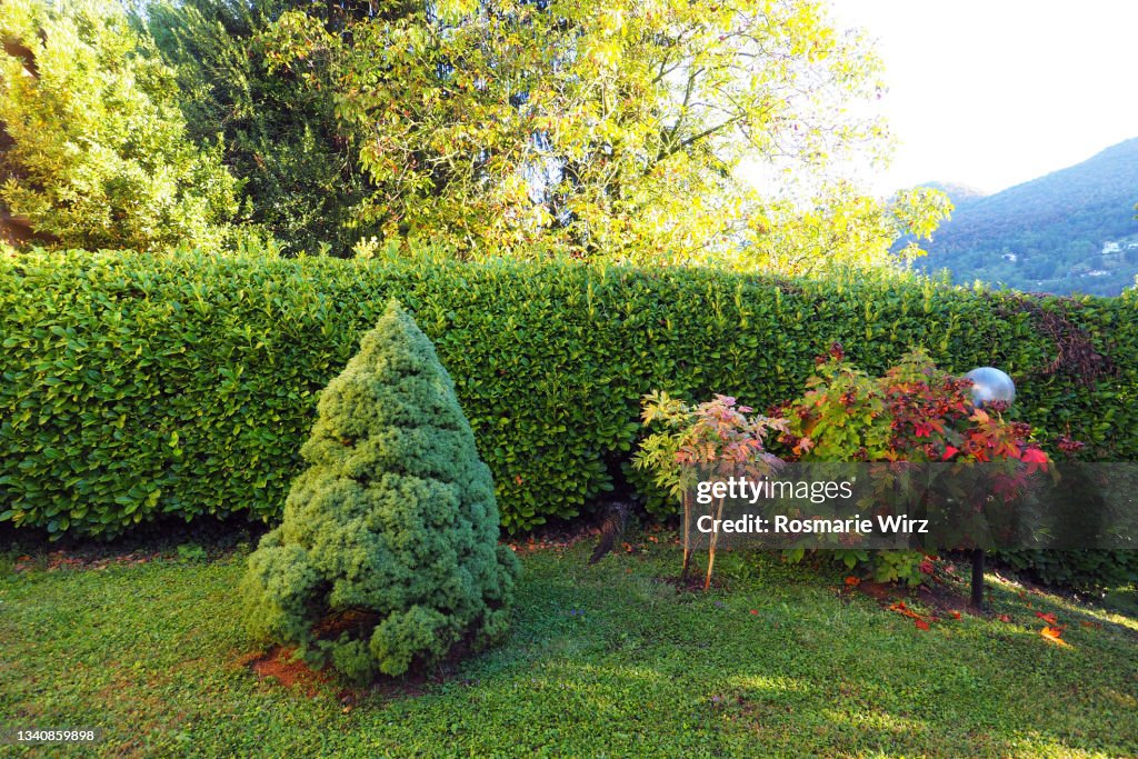 Laurel hedge with ornamental shrubs
