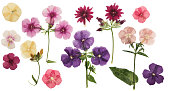 Pressed and dried delicate flowers phlox, isolated on white background. For use in scrapbooking, floristry or herbarium