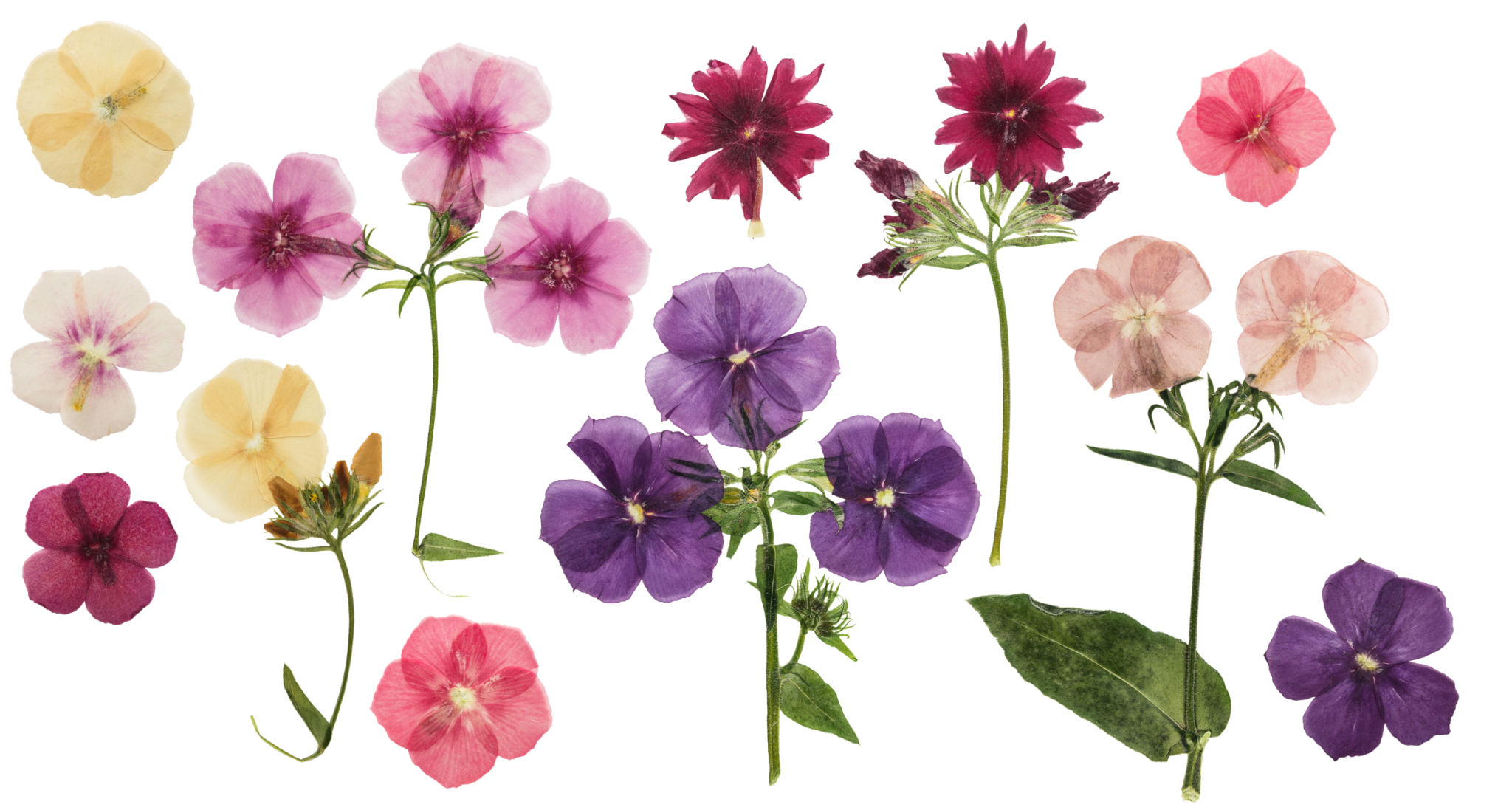 pressed flowers