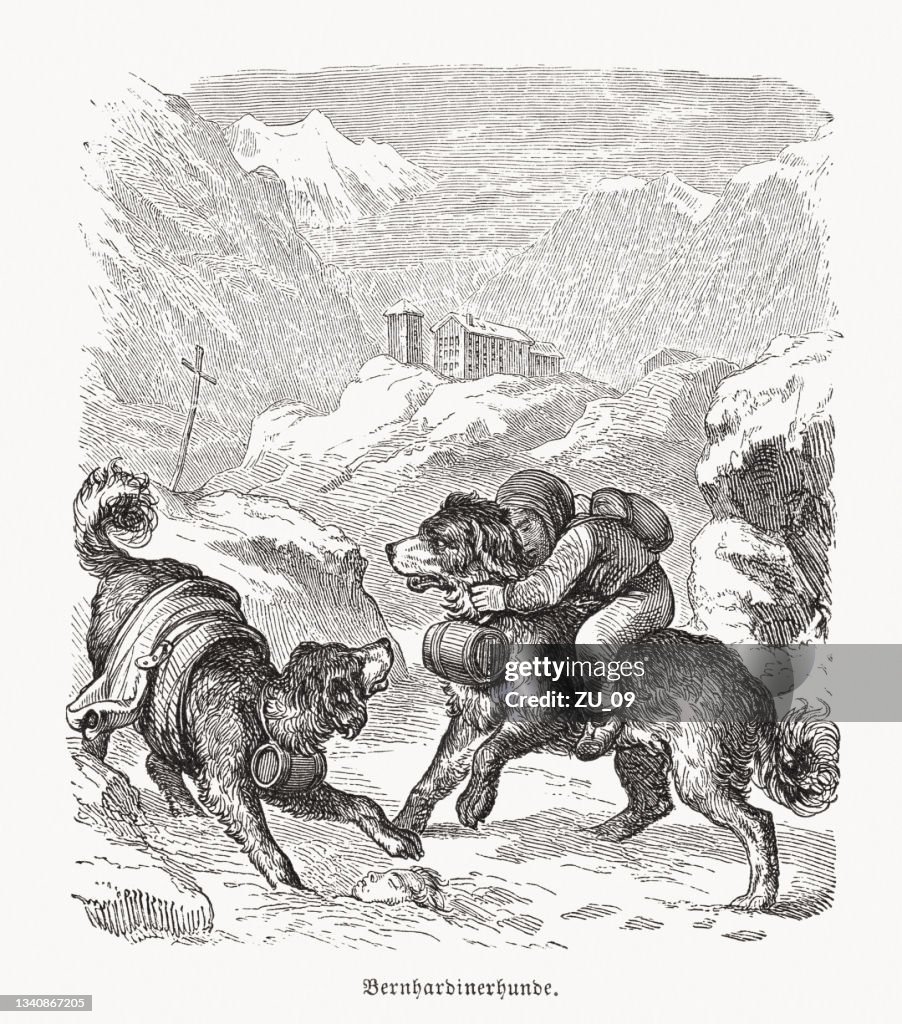 Saint Bernard dogs, wood engraving, published in 1889