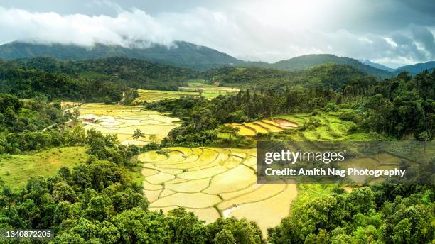 India Rie Fields India Rice Field Photos and Premium High Res Pictures - Getty Images