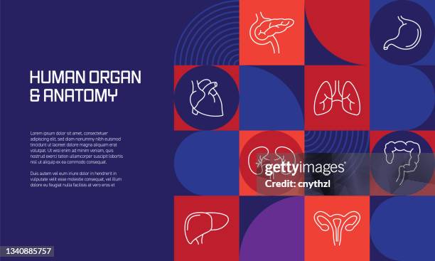 human organ and anatomy related design with line icons. simple outline symbol icons. - kidney organ stock illustrations