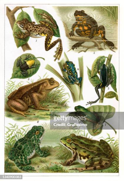 stockillustraties, clipart, cartoons en iconen met amphibian frog and toad drawing 1896 - kikker kikvorsachtige