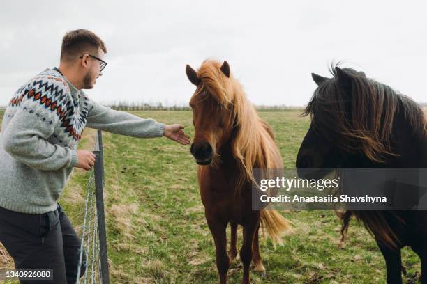 man in traditional wool sweater petting icelandic horses at the meadow - mane stock pictures, royalty-free photos & images