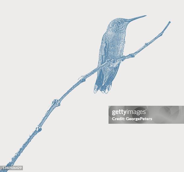 smiling ruby throated hummingbird - hummingbird stock illustrations