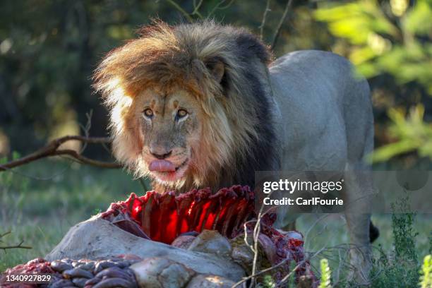 a male lion eating a eland bull. - carnivora stock pictures, royalty-free photos & images