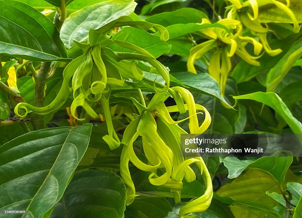 The beauty of ylang-ylang flower on its tree.