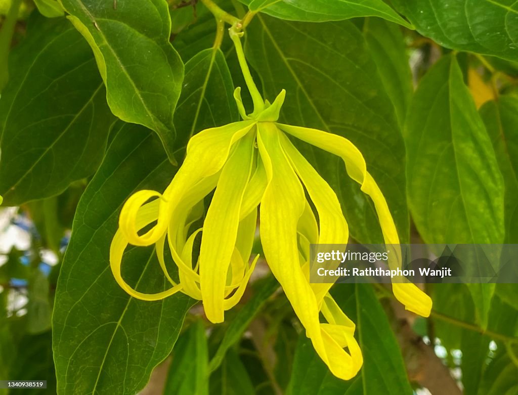 The beauty of ylang-ylang flower on its tree.