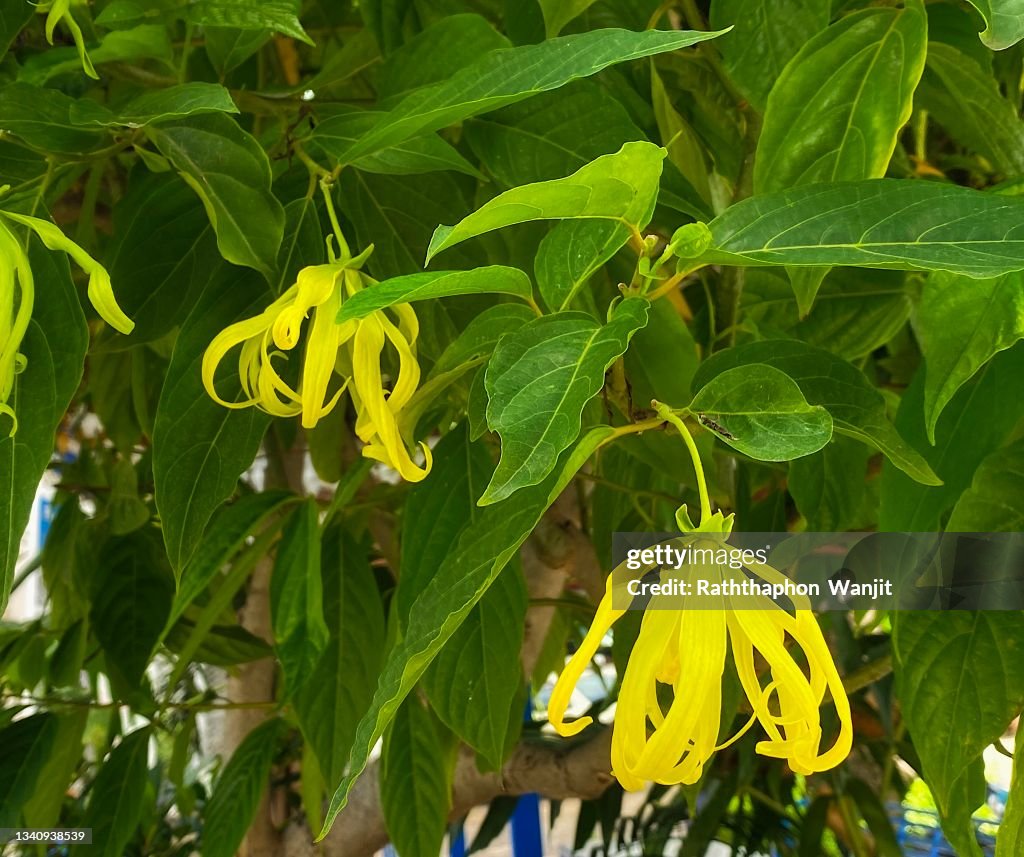 The beauty of ylang-ylang flower on its tree.
