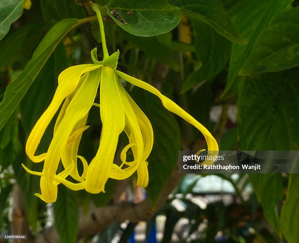 The beauty of ylang-ylang flower on its tree.