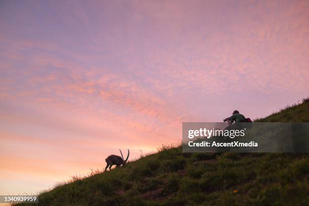 capra ibex klettert bei sonnenaufgang den grashang hinauf - alpine ibex stock-fotos und bilder