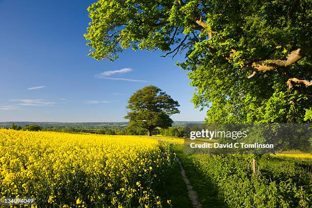 country path in spring, surrey, england - surrey stock-fotos und bilder