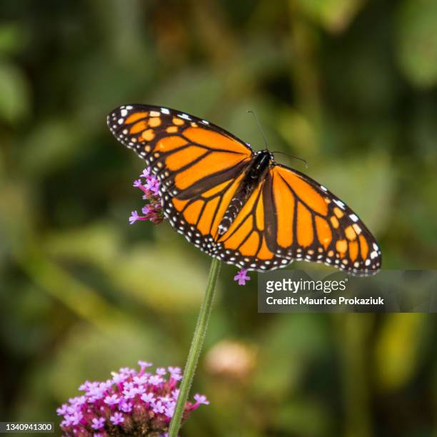 monarch butterfly - monarchvlinder stockfoto's en -beelden