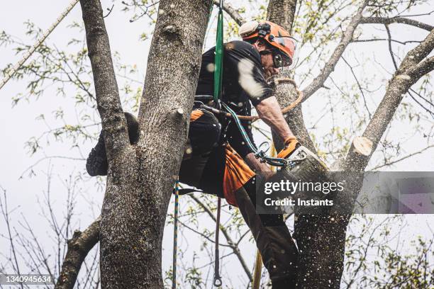 Tree Doctor Machine 3,666 Tree Doctor Stock Photos, High-Res Pictures, and Images - Getty ...
