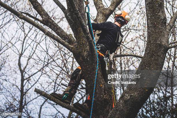 astschnitt. - canadian maple trees from below stock-fotos und bilder