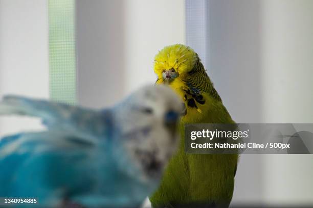 close-up of parrot perching on window - nathaniel cline - fotografias e filmes do acervo