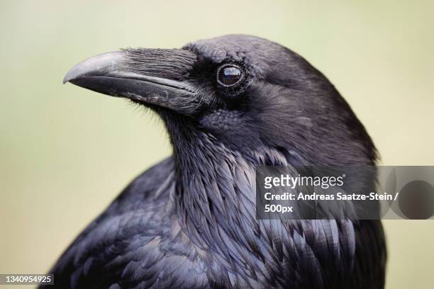 close-up of raven - crow stockfoto's en -beelden