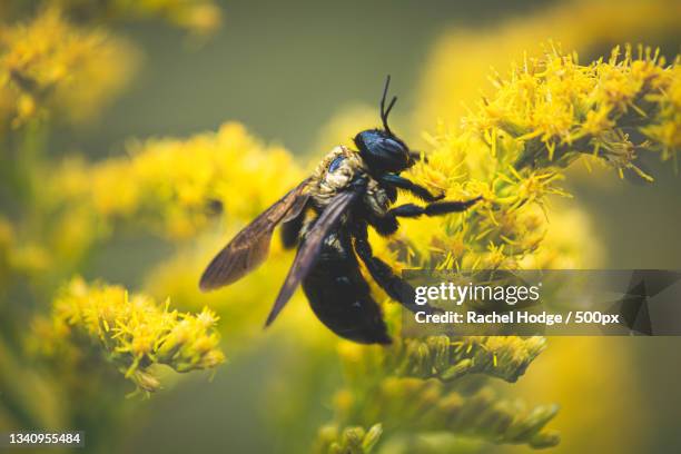 Kentucky Insect Bee Kentucky Photos and Premium High Res Pictures - Getty Images