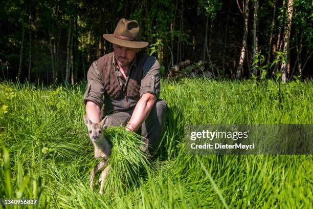 hunter searches for fawns with the help of a drone to save them from death by mowing - reekalf stockfoto's en -beelden