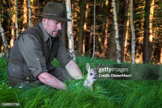 hunter searches for fawns with the help of a drone to save them from death by mowing - reekalf stockfoto's en -beelden