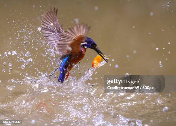 a kingfisher,vietnam - common kingfisher fotografías e imágenes de stock