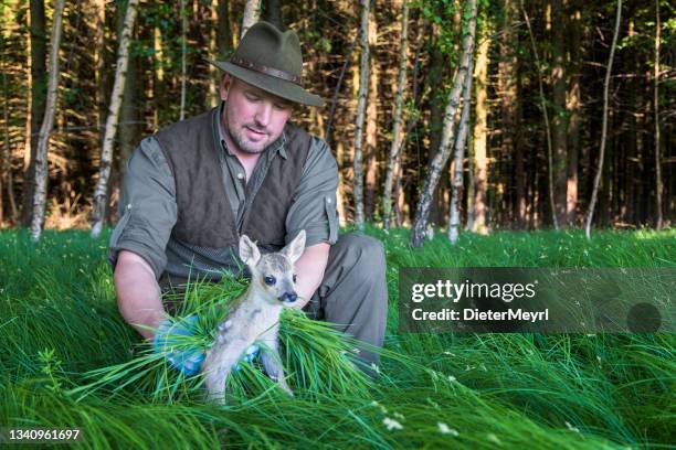 hunter searches for fawns with the help of a drone to save them from death by mowing - fawn stock pictures, royalty-free photos & images