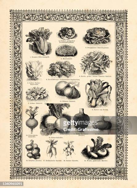 collection of different leaf and root vegetables in a garden 1896 - endive 幅插畫檔、美工圖案、卡通及圖標